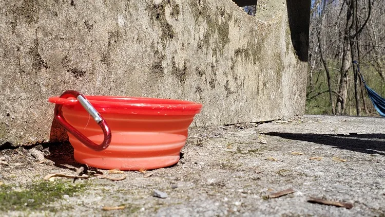 How to Take Your Dog Camping